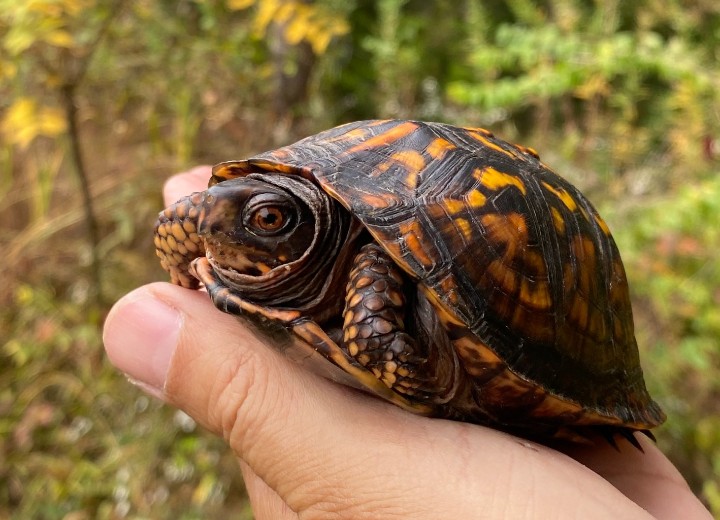 Eastern Box Turtle